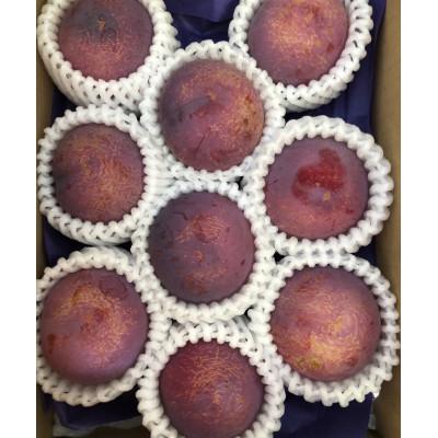 ふるさと納税 南アルプス市 [2026年発送/先行受付]すもも貴陽 (9~10玉) 1.5kg