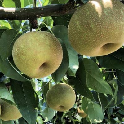 3300円 保障できる ふるさと納税 長野県 8月中旬 9月中旬発送 旬の味をお届け 信州産 梨 幸水 豊水のいずれかをお届け 約4 5キロ