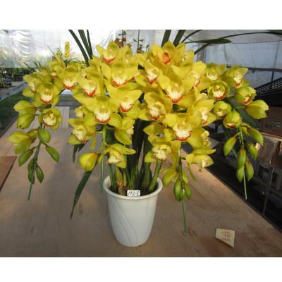 ふるさと納税 白子町 先行受付【白子産洋ラン】シンビジウム(アーチ 黄色) 