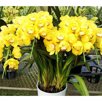 ふるさと納税 白子町 先行受付【白子産洋ラン】シンビジウム(アーチ 黄色) 