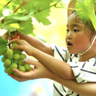 ふるさと納税 能勢町 【シャインマスカット】ぶどうの樹 年間オーナー権