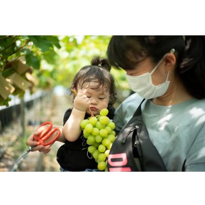 秋冬の主役◎ ふるさと納税 能勢町 【シャインマスカット】ぶどうの樹 年間オーナー権 【NA3149846585】(114800円)