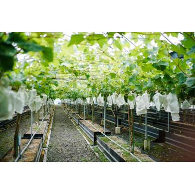 秋冬の主役◎ ふるさと納税 能勢町 【シャインマスカット】ぶどうの樹 年間オーナー権 【NA3149846585】(114800円)