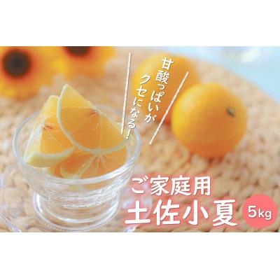 ふるさと納税 高知市 ご家庭用　土佐小夏　5kg【CA10】