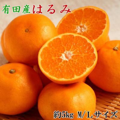 ふるさと納税 広川町 [厳選・濃厚]紀州有田産のはるみ約5kg(サイズおまかせ) (広川町)