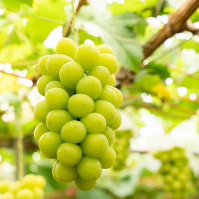 ふるさと納税 羽曳野市 [先行受付]完熟!極甘!シャインマスカット 約1.0〜1.1kg[2026年8月下旬頃から順次発送]