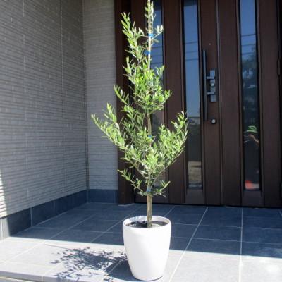 ふるさと納税 鈴鹿市 オリーブの木 オシャレな鉢カバー 品種:ミッション 7号(21cm) (ガーデニング用)