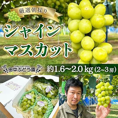 ふるさと納税 河内長野市 <2026年9月上旬〜発送>田中ぶどう園の厳選朝採りシャインマスカット約1.6〜2.0kg