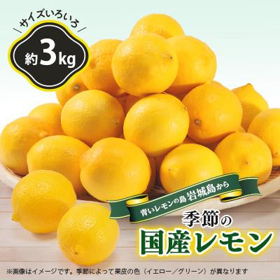 ふるさと納税 上島町 国産レモン約3kg(冷蔵便発送)※サイズはS玉〜2L玉のいずれか、混載