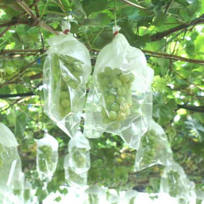 ふるさと納税 有田川町 【先行受付】【2024年9月上旬より発送】【大人気】農園直送!シャインマスカット　約4kg 