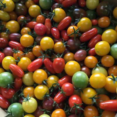 ふるさと納税 高山市 飛騨高山で採れた有機栽培トマト「彩りトマト」1kg