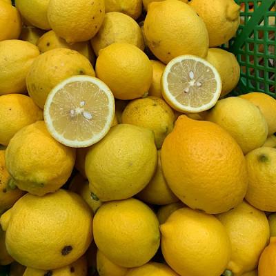 ふるさと納税 美浜町 和歌山県産 レモン 約2kg 家庭用