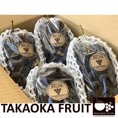 ふるさと納税 中野市 「産地より信州中野の旬をお届け」 種なし巨峰 贈答用 約1.8kgの画像