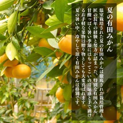 ふるさと納税 有田川町 夏の有田みかん(約1.5kg)と 有田のはちみつ( みかん蜂蜜・百花蜜 各210g) セットの画像