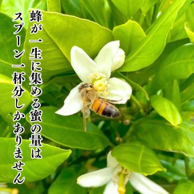 ふるさと納税 有田川町 夏の有田みかん(約1.5kg)と 有田のはちみつ( みかん蜂蜜・百花蜜 各210g) セットの画像