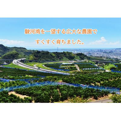 ふるさと納税 静岡市 しみず THE MIKAN 100%(清水産みかんジュース)720ml×6本セット 