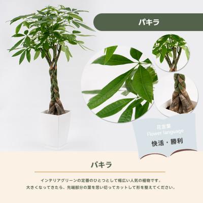 ふるさと納税 指宿市 【観葉植物】パキラ100cm〜120cm(IB003-002)_1