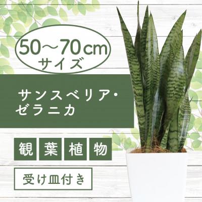 ふるさと納税 指宿市 [観葉植物]サンスベリア・ゼラニカ50cm〜70cm(014-1408)