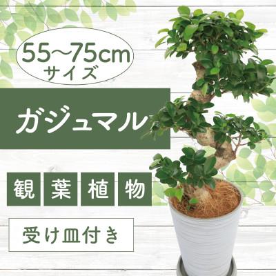 ふるさと納税 指宿市 [観葉植物]ガジュマル曲り 昇り龍55cm〜75cm(030-1392)