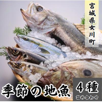 ふるさと納税 女川町 季節の地魚4種詰合せ 刺身用 宮城県産
