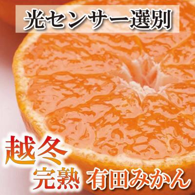 ふるさと納税 九度山町 [2025年1月より発送]家庭用 越冬完熟みかん1.5kg+45g(傷み補償分)[訳あり]