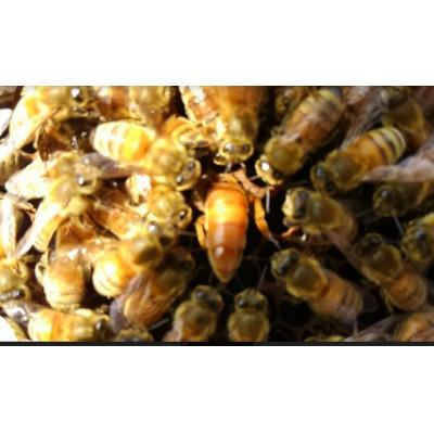 ふるさと納税 瑞浪市 純粋ハチミツ(野山の花300g×2)｜y-sf｜02