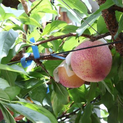 ふるさと納税 南アルプス市 ふるさと納税 先行受付 厳選!貴陽 すもも 約1.5kg (8玉〜10玉程度) 山梨県南アルプス市産