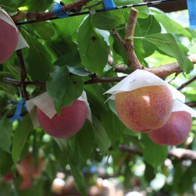 ふるさと納税 南アルプス市 ふるさと納税 先行受付 厳選!貴陽 すもも 約1.5kg (8玉〜10玉程度) 山梨県南アルプス市産