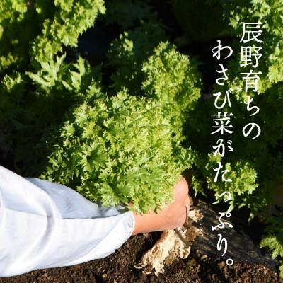 ふるさと納税 辰野町 ピリ辛わさびジェノベーゼ 200g×3個|y-sf|04