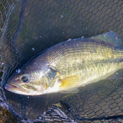 KLASH9 下北山村キングフィッシャー 2022年 下北山村ふるさと納税にDRT