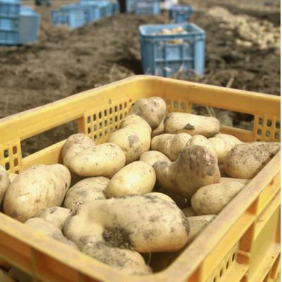 ふるさと納税 森町 訳ありじゃがいも約20kg : さとふる - 通販 - Yahoo