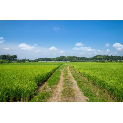 ふるさと納税 最上町 【無洗米】令和4年産山形県産雪若丸10kg|y-sf|02