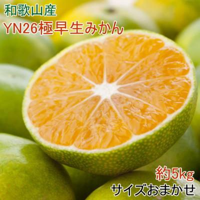 ふるさと納税 太地町 [産直]YN26極早生みかん約5kg(2S〜Mサイズおまかせ)(太地町)