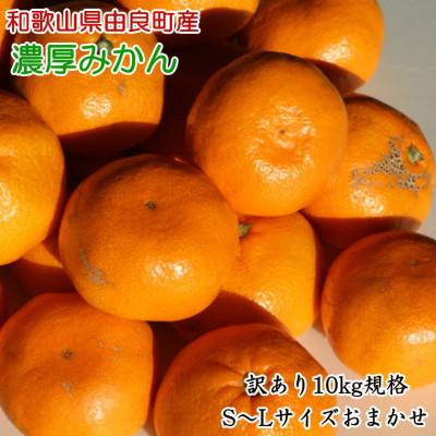 ふるさと納税 日高川町 [訳あり・ご家庭用]和歌山由良町産のみかん約10kg(日高川町)