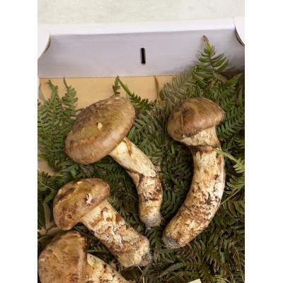 ふるさと納税 高野町 [先行受付][和歌山県高野町産]松茸 約300g 2026年9月以降に出荷