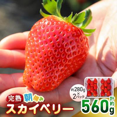 ふるさと納税 矢板市 [先行予約]とろける美味しさ!完熟朝摘みスカイベリー 560g 2026年12月〜発送開始