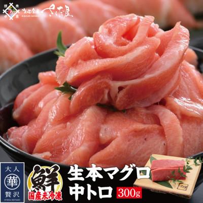 ふるさと納税 越前町 「生本まぐろ」中トロ 300g(2〜3柵)