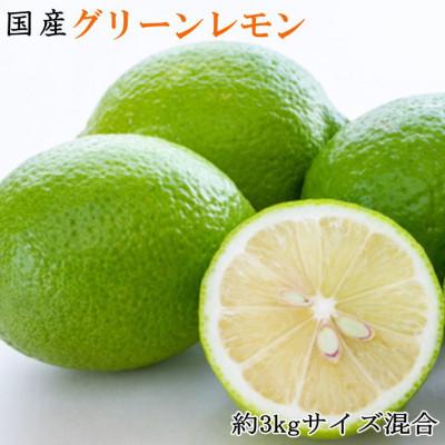 ふるさと納税 日高川町 [産直]和歌山産グリーンレモン約3kg(サイズ混合)(日高川町)