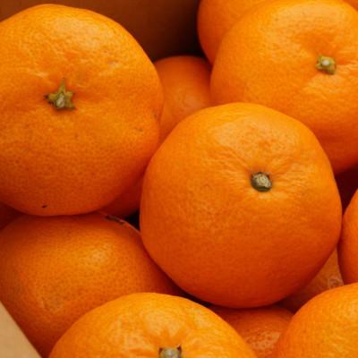 ふるさと納税 古座川町 [秀品]和歌山有田みかん約4kg(2Lサイズ)(古座川町) |  | 02