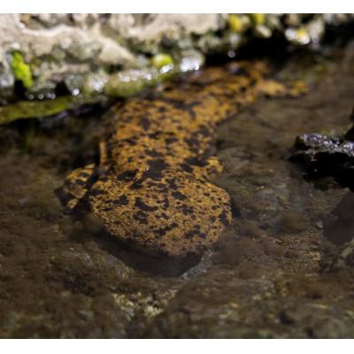 ふるさと納税 朝来市 オオサンショウウオ 抱き枕(特大)_1