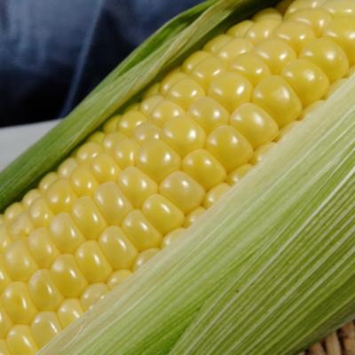 ふるさと納税 中央市 朝採り新鮮「ゴールドラッシュ」 6本