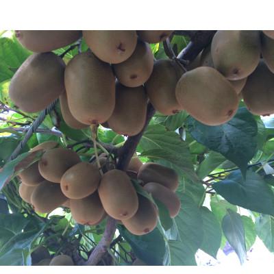 ふるさと納税 観音寺市 さぬきキウイっこ　約2kg_1