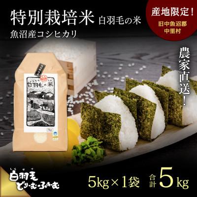 ふるさと納税 十日町市 令和5年産 農家直送!魚沼産こしひかり 特別栽培米「白羽毛の米」精米5kg