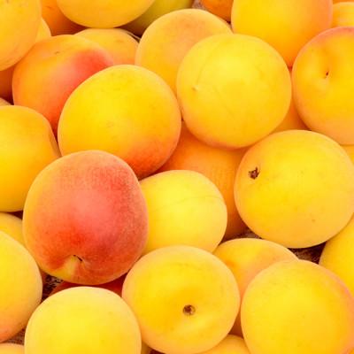 ふるさと納税 上富田町 厳選南高梅 フレッシュ青梅(生梅)【完熟】10kg 特大サイズ 朝取り手選別 黄色 南高梅 梅干用 