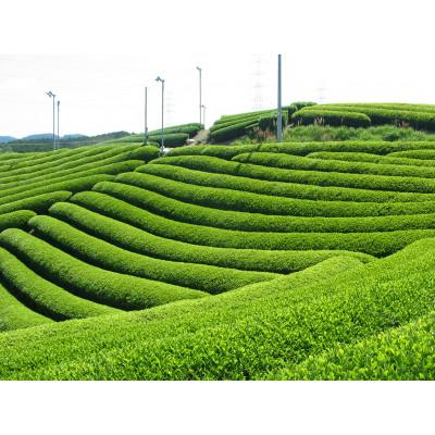 ふるさと納税 宇治田原町 有機宇治茶味わいティーバックセット_2