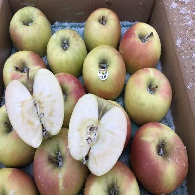 ふるさと納税 黒石市 甘くてシャキシャキ! 青森県産りんご ぐんま名月 贈答用 約5kg 蜜入りも!