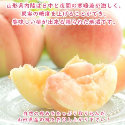 ふるさと納税 山形県 【令和8年発送 先行受付】※数量・期間限定※  <山形県産白桃> 品種・玉数おまかせ 約3kgの画像