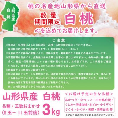 ふるさと納税 山形県 【令和5年度産先行受付】 ※数量・期間限定※ <山形県産白桃> 品種・玉数おまかせ 約3kg|y-sf|04
