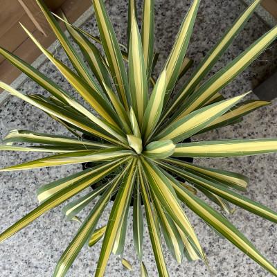 ふるさと納税 鈴鹿市 流行りのドライガーデンに♪ユッカ カラーガード 7号(21cmポット) 