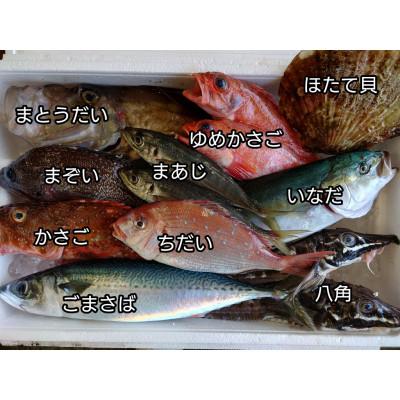 ふるさと納税 宮古市 三陸宮古の活き活き鮮魚詰合せ
